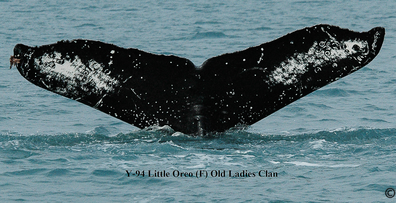 Fluke of Little Oreo (PWS)