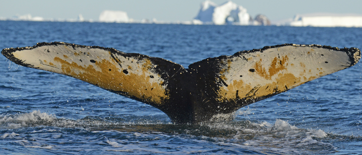 Fluke of BTBEL-Mn_02_116
