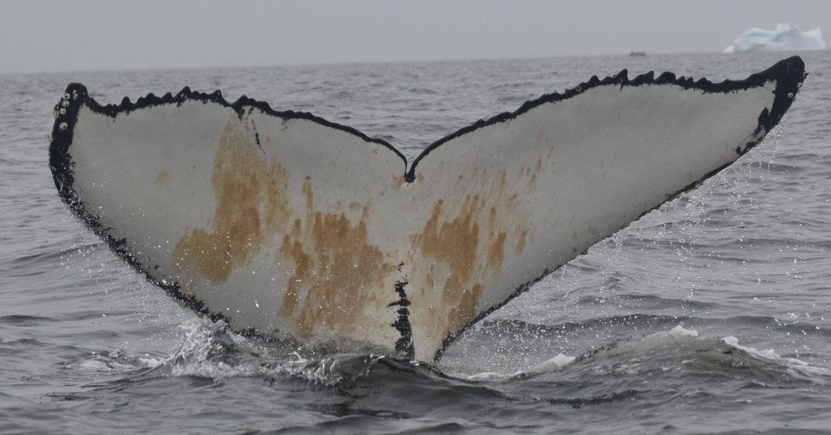 Fluke of BTBEL-Mn_1b_079