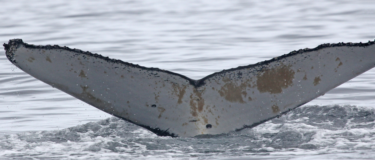 Fluke of BTBEL-Mn_1a_011