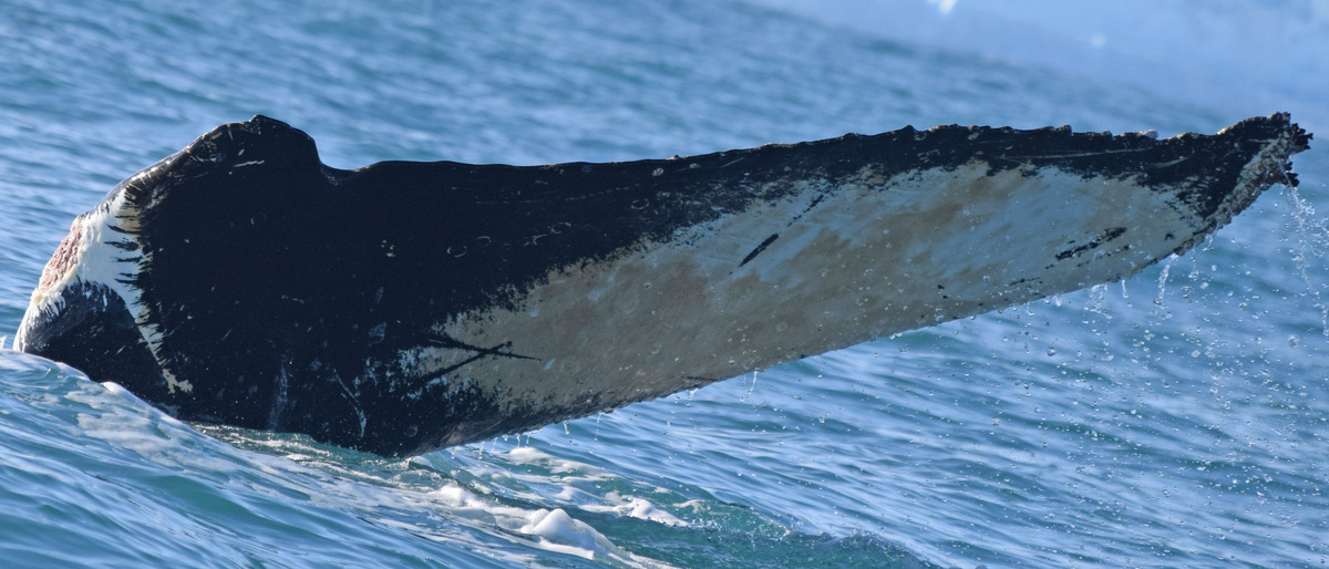 Fluke of BTBEL-Mn_02_138