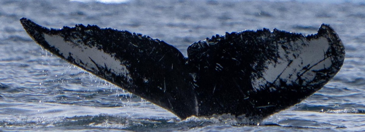 Fluke of BTBEL-Mn_02_150
