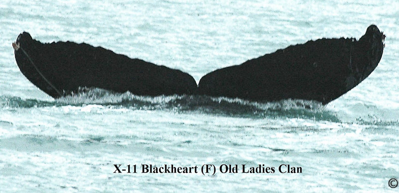 Fluke of Blackheart (PWS)