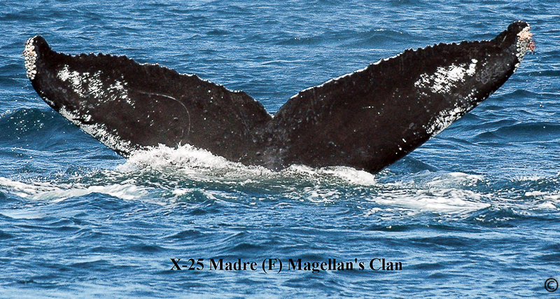 Fluke of Madre (PWS Magellan's Clan)