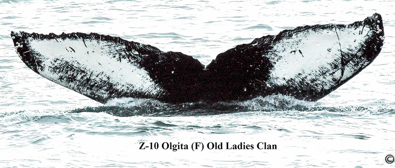 Fluke of Olgita (PWS)