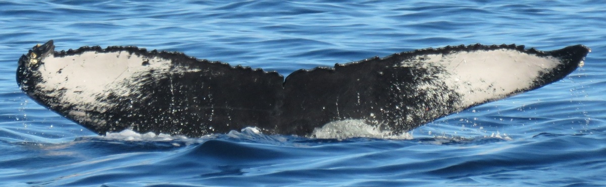 Fluke of HW-MN0441324