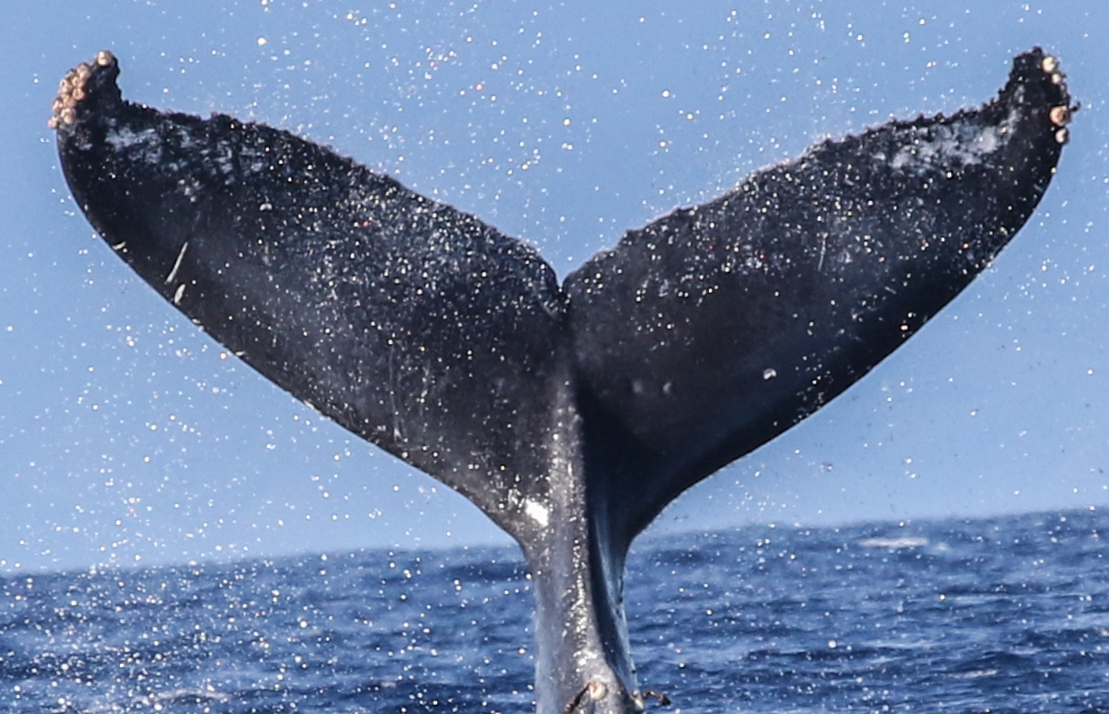 Fluke of HW-MN0441325