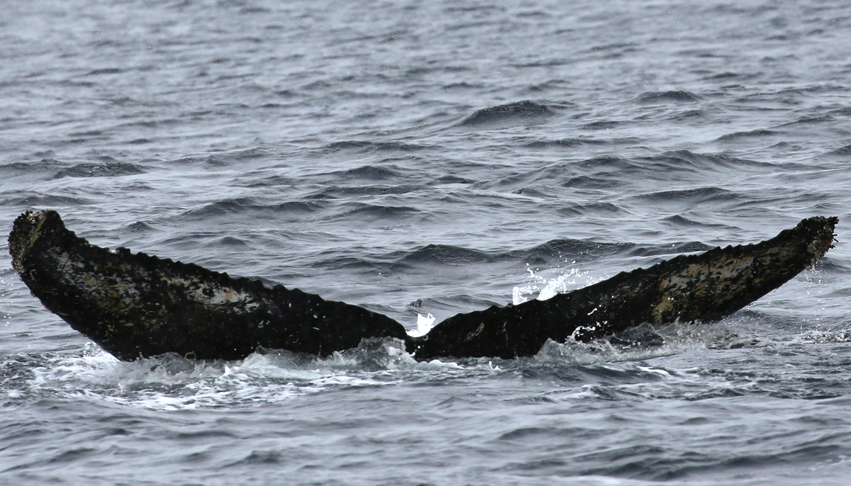 Fluke of AHWC-7369
