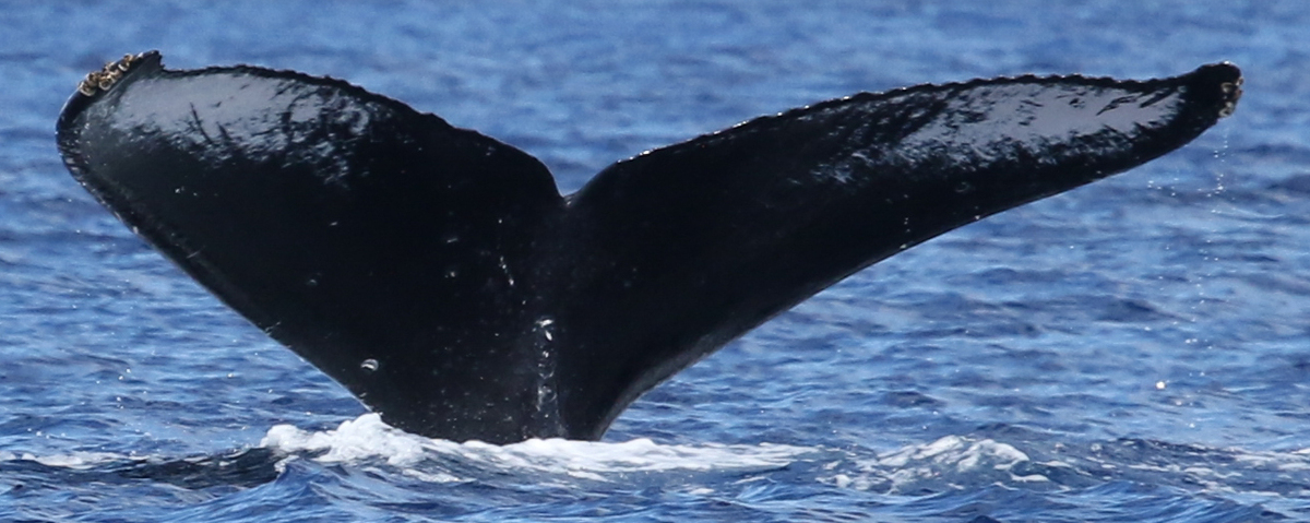 Fluke of HW-MN0441329