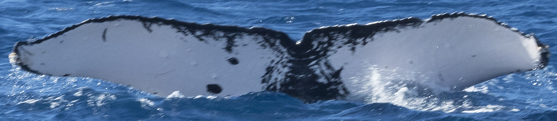 Fluke of SEAK-2121