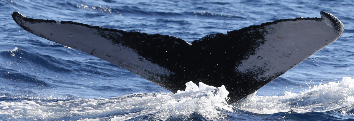 Fluke of HW-MN0441340