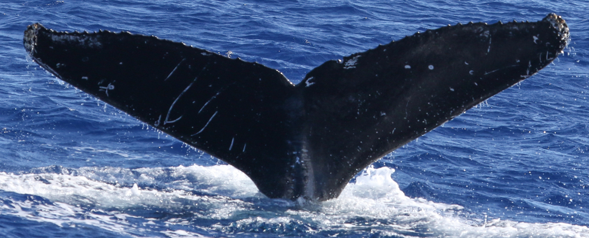 Fluke of HW-MN0441345