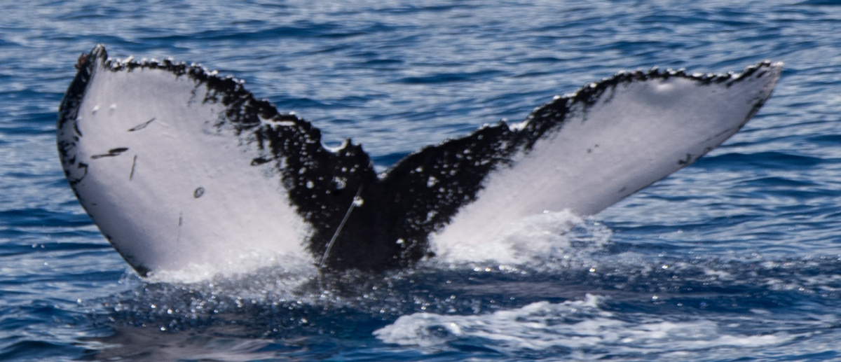 Fluke of HW-MN0441346