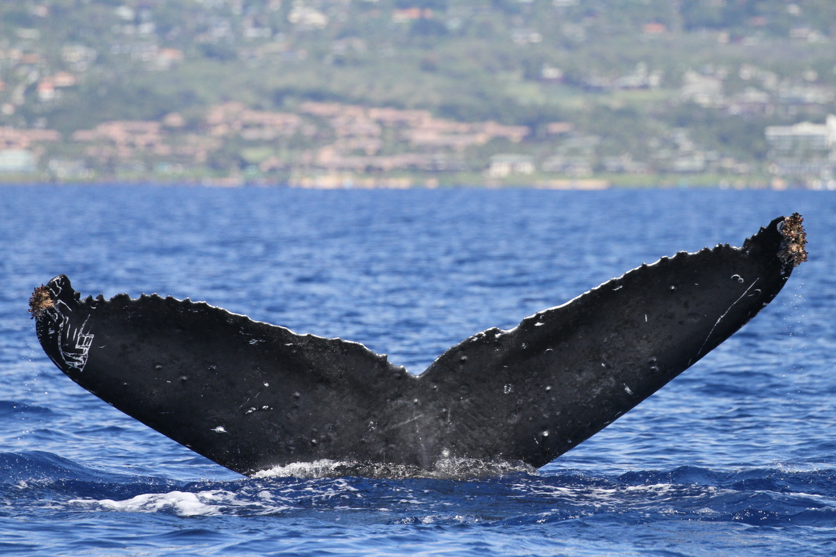 Fluke of HW-MN0441348