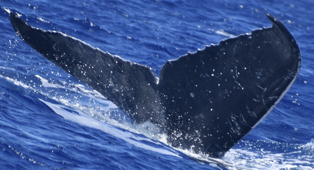 Fluke of HW-MN0441349