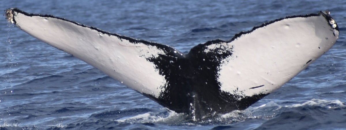 Fluke of HW-MN0441353