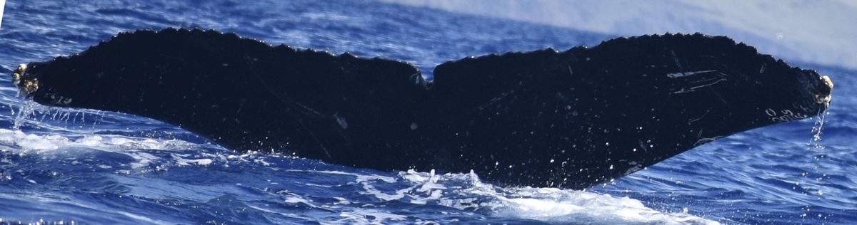 Fluke of HW-MN0441356