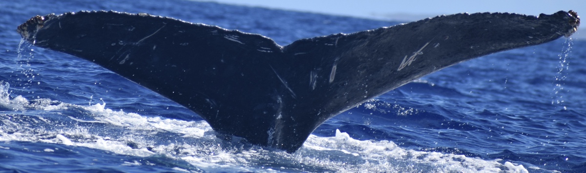 Fluke of HW-MN0441358