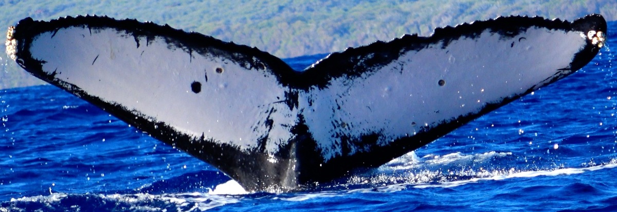 Fluke of HW-MN0441360