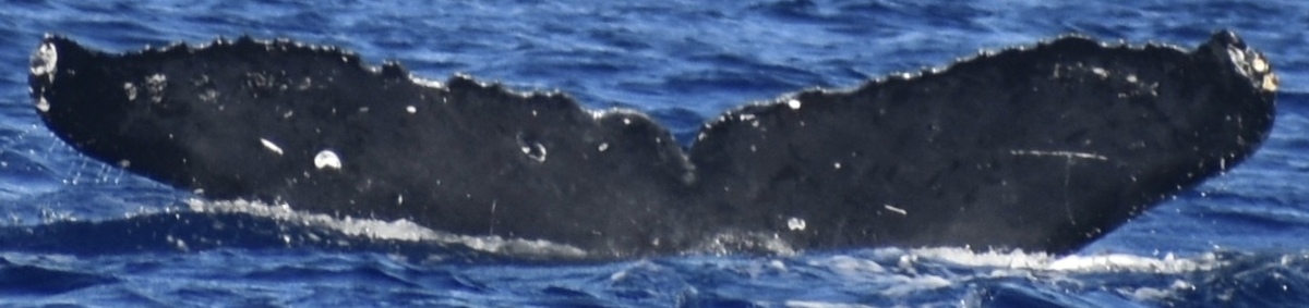 Fluke of BCX0708