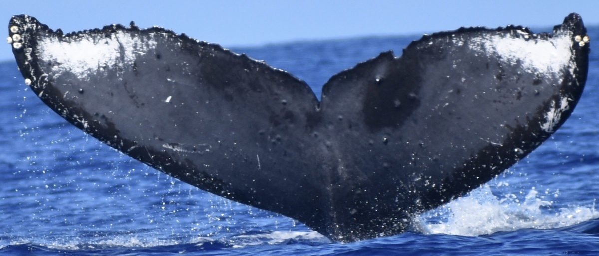 Fluke of Teesdalia (FS)