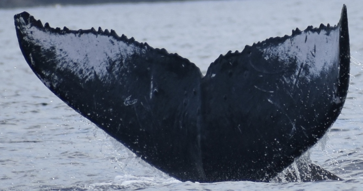 Fluke of BCY0287