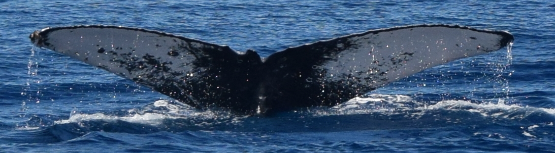 Fluke of HW-MN0441371