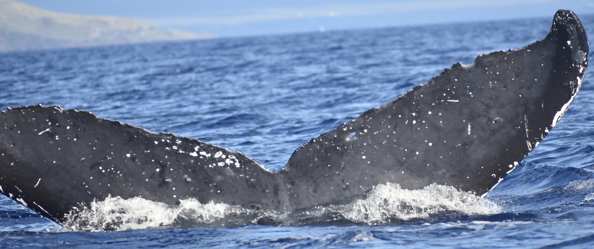 Fluke of HW-MN0441374