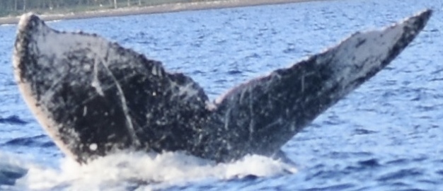 Fluke of HW-MN0441375