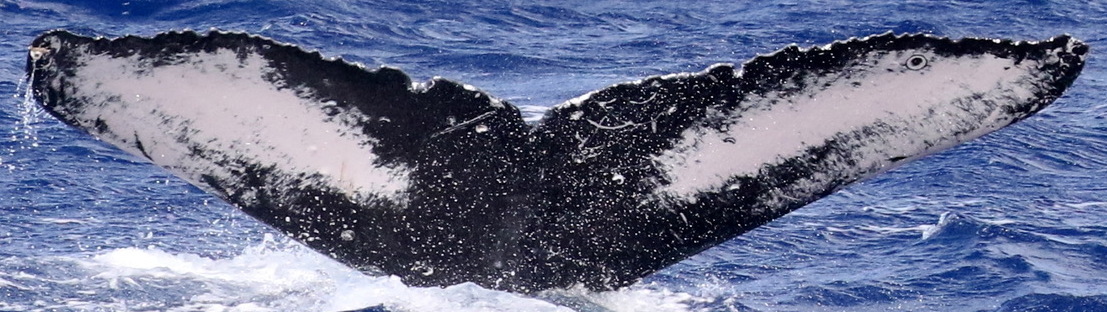 Fluke of BCY0503