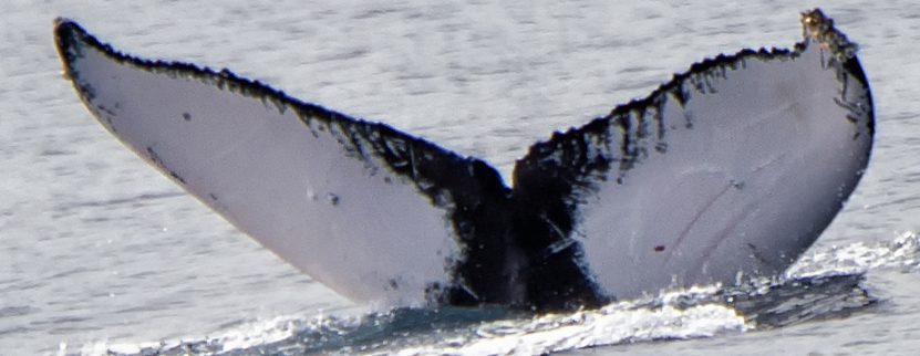Fluke of Winter (Northern BC)