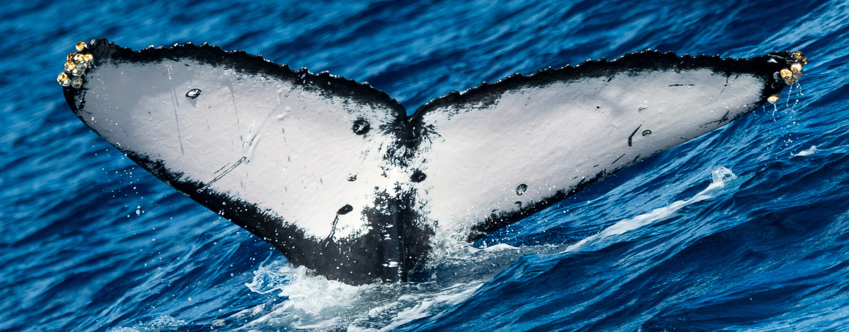 Fluke of CRC-21264