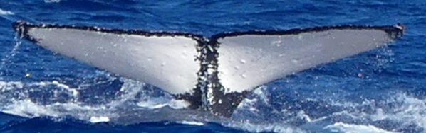 Fluke of HW-MN0441384