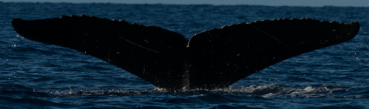 Fluke of HW-MN0441386