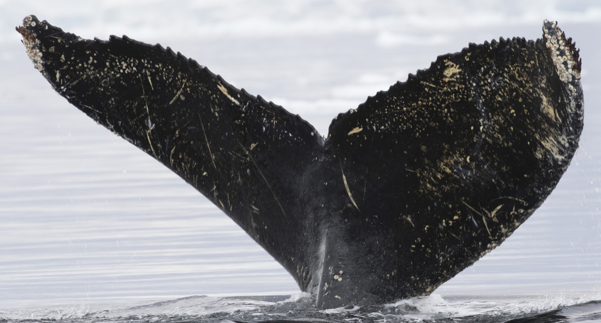 Fluke of AHWC-7346