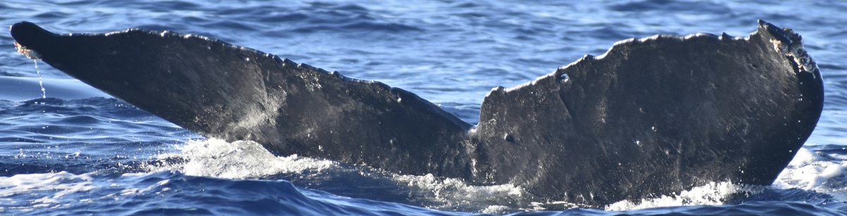 Fluke of HW-MN0441388