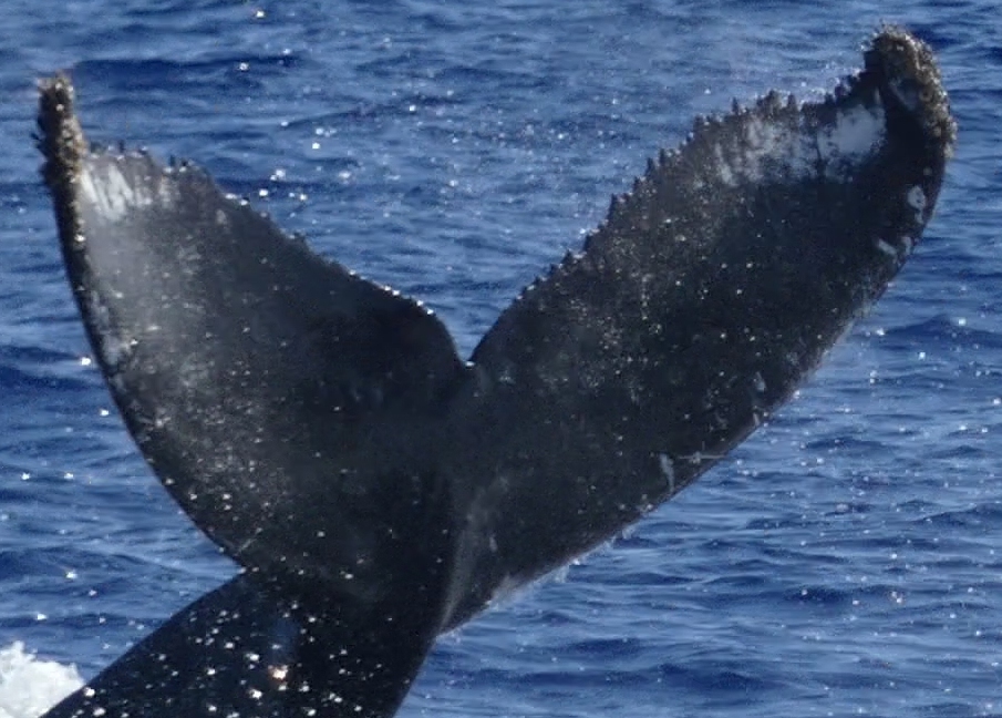Fluke of HW-MN0441390