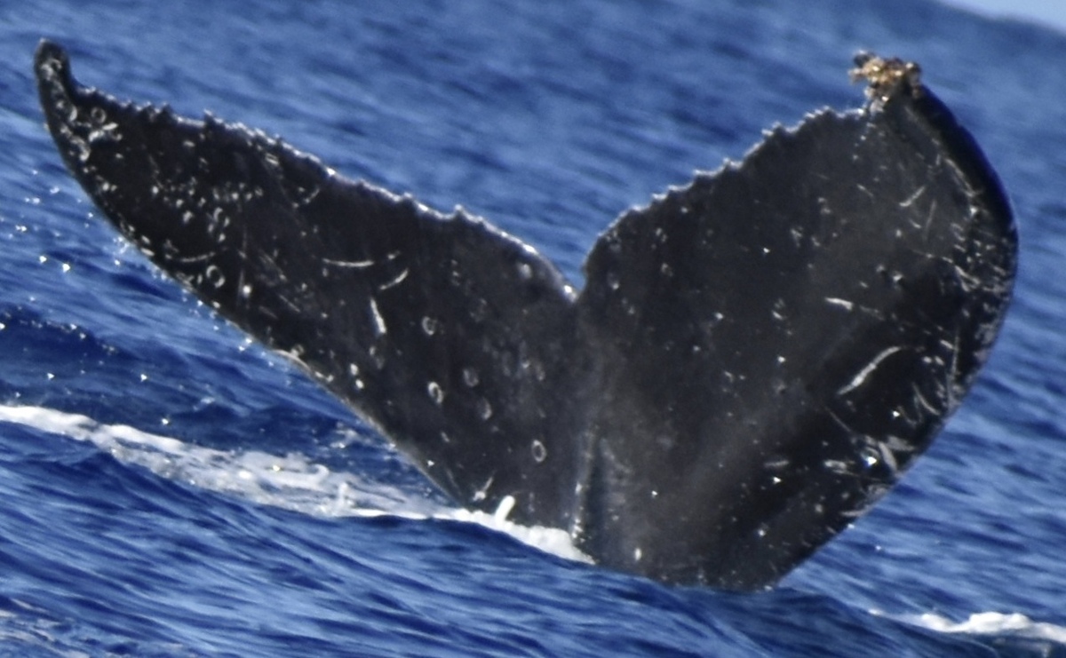Fluke of HW-MN0441391