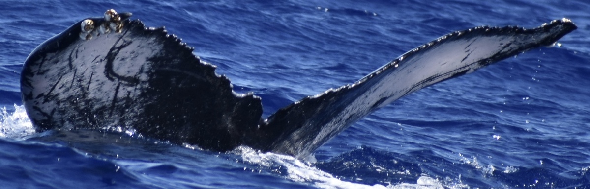 Fluke of HW-MN0441393