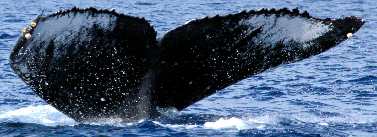 Fluke of BCZ0187