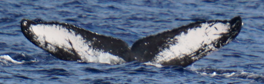 Fluke of CRC-16579