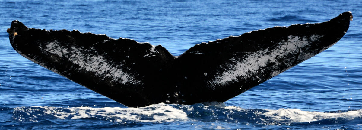 Fluke of HW-MN0441400