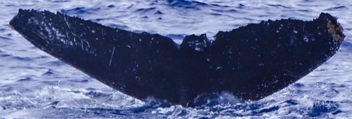 Fluke of HW-MN0441405