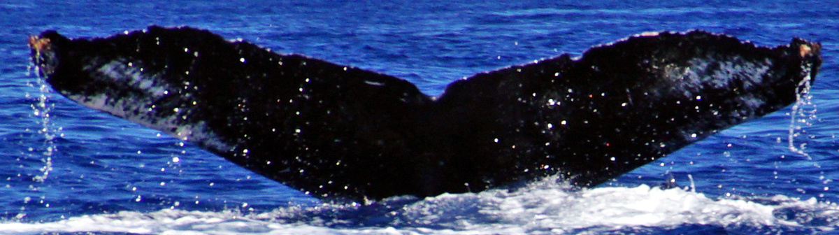 Fluke of BCY0970