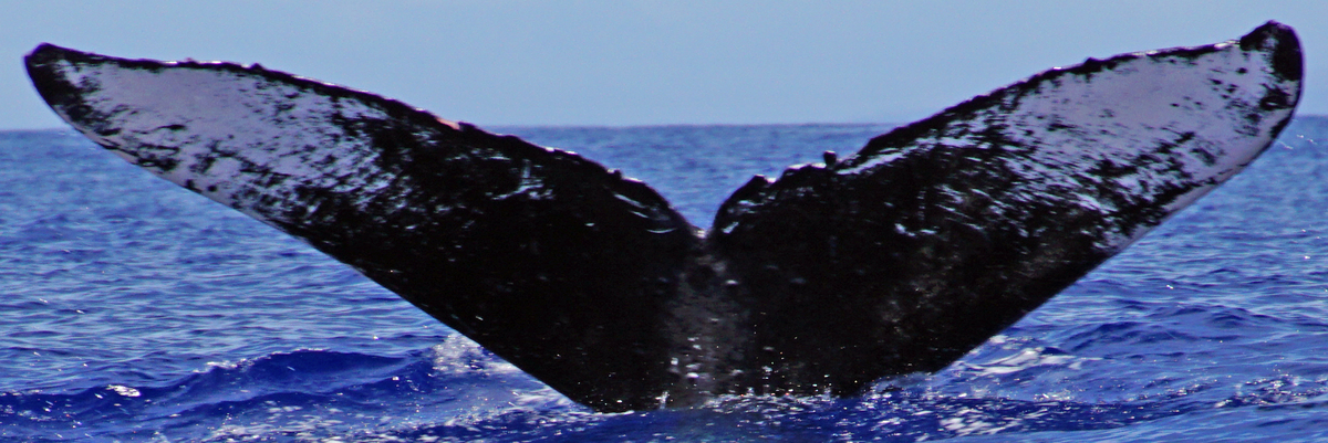 Fluke of HW-MN0441411
