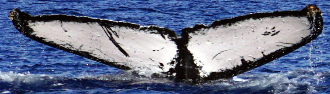 Fluke of HW-MN0441412