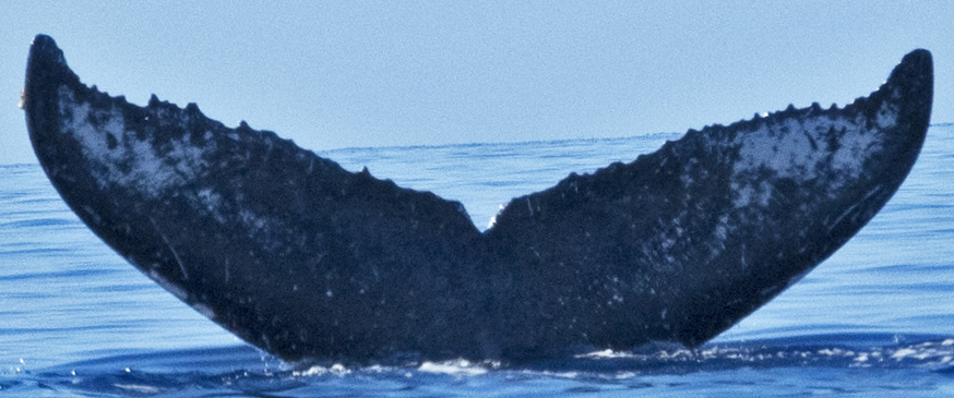 Fluke of SEAK-2606
