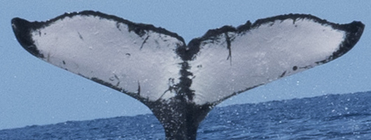 Fluke of HW-MN0441419