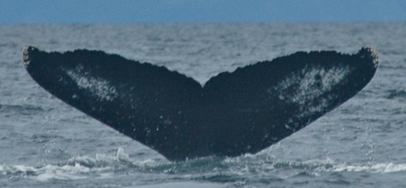 Fluke of Magellan (PWS)