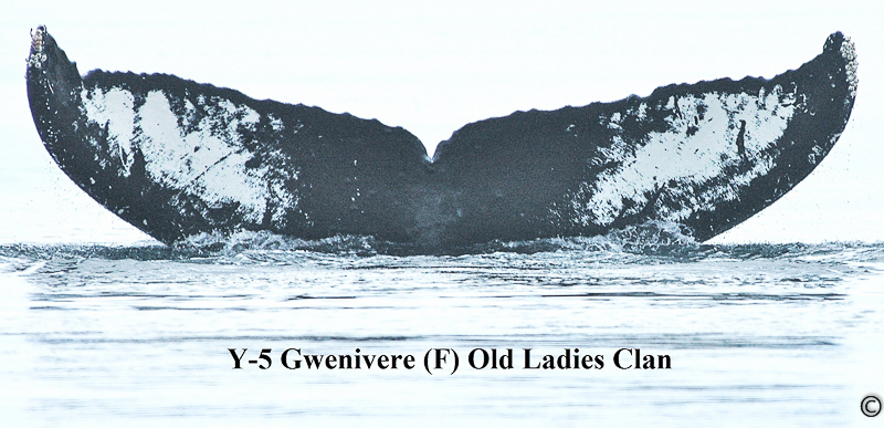 Fluke of Gwenivere (PWS)